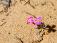 bloem : Europa, Nat. park Donana, Reisen, Spanje, europa